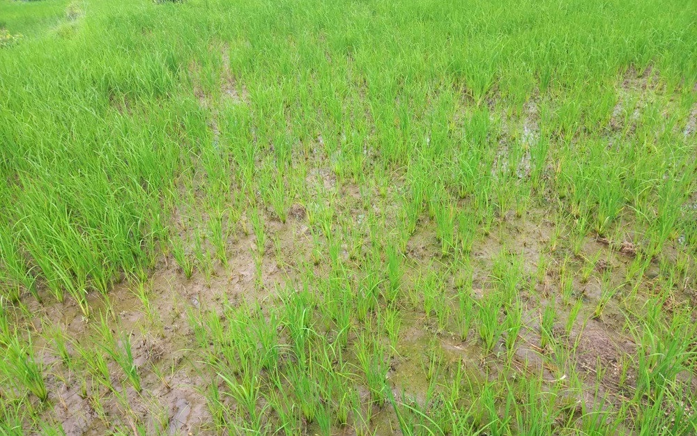 धानबालीमा डढुवा रोगको समस्या