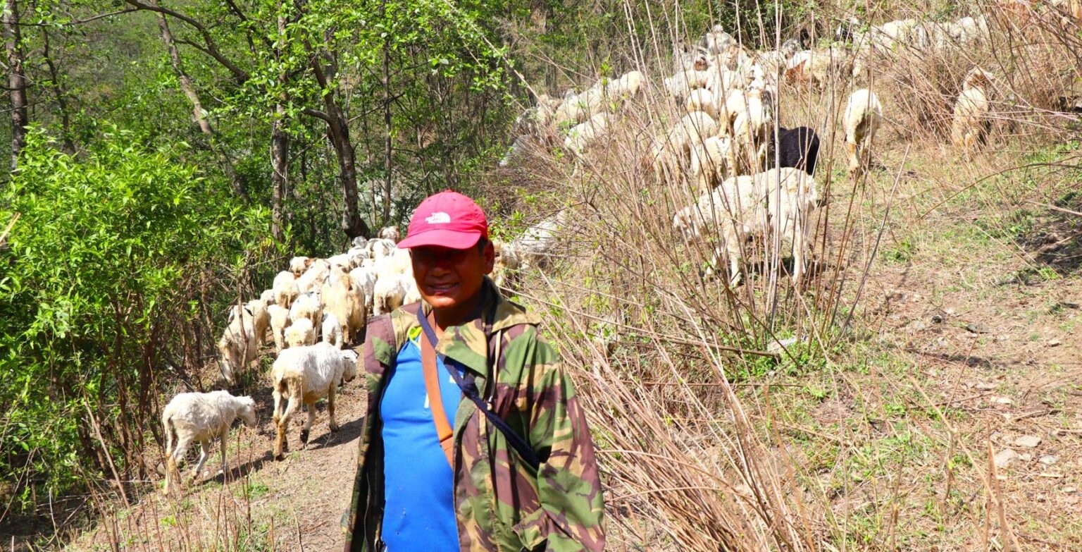 करिब रु एक करोड लगानी गरेर भेडाबाख्रा फार्म खोलेका हिमबहादुर